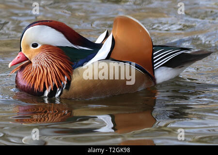 Mandarin Duck paddling in Aberdeen Scotland. Stock Photo