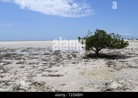 Young boys looking for fish in the tidal waters. Quirimba Island, Quirimbas Archipelago, Mozambique, East Africa Stock Photo