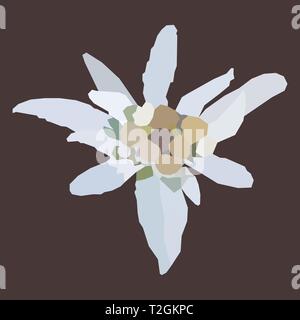 Edelweiss mountain flower - low poly. Polygon vector of a white, alpine mountain flower called Leontopodium nivale, used as a symbol or logo for alpin Stock Vector