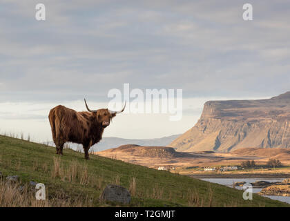 A Highland cow (aka Highland Coo) standing in a green field with mountain scenery in the background, Isle of Mull, Hebrides, Scotland, UK Stock Photo