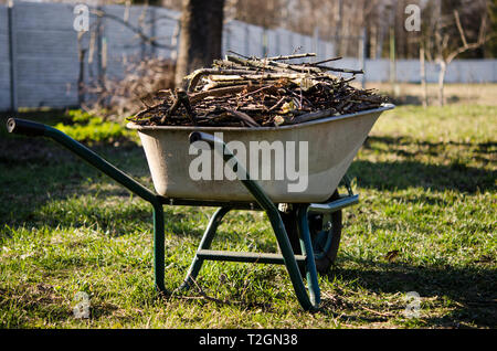 Garden work. Pruned branches of young trees lie in a wheelbarrow, which stands in the spring garden Stock Photo