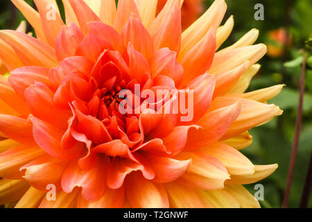 Orange pink dahlia ball fresh flower details macro photography with green out of focus background. Stock Photo