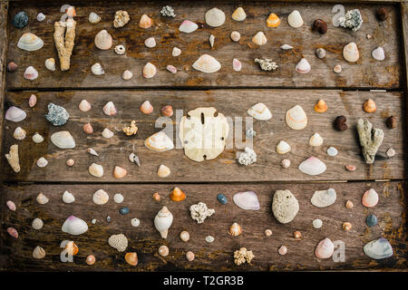 Seashells and coral pieces collection on a wooden table Stock Photo