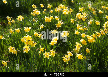 A bed of backlit Spring Daffodils in Christ Church Meadows, Oxford, UK Stock Photo