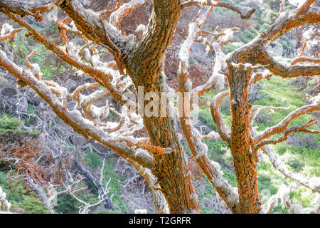 Trentepohlia on Cypress Trees at Point Lobos State Reserve. Stock Photo