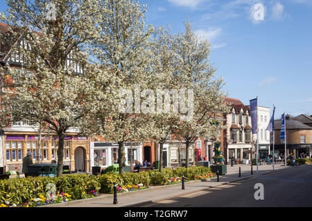 Spring blossom in Falaise Square, Henley-on-Thames Stock Photo