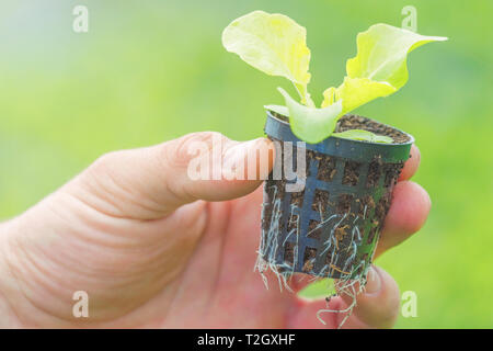 Hands holding Lettuce Seedling in a Greenhouse. Lettuce Hydroponic farm. Stock Photo