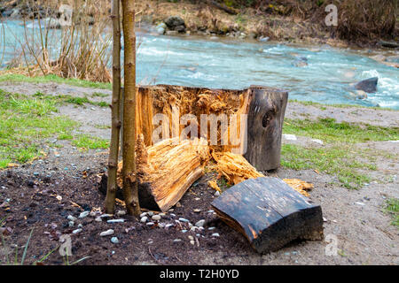 Big wood pieces chopped off of a big tree log, next to a thin, young tree trunk, with a water stream in the background. Concept for continuation, gene Stock Photo
