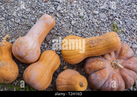 Five orange pumpkins on the ground Stock Photo