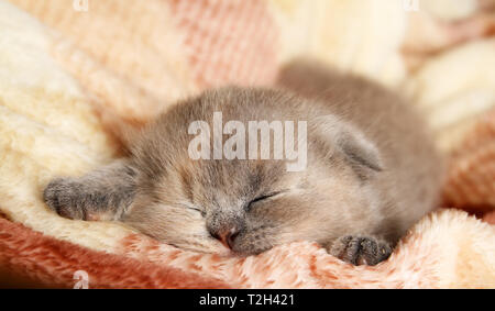 Little kitten sleeping on a blanket. Scottish kitten Stock Photo