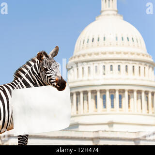 Zebra protest in front of the USA capitol in Washington holding empty sign with copy-space Stock Photo