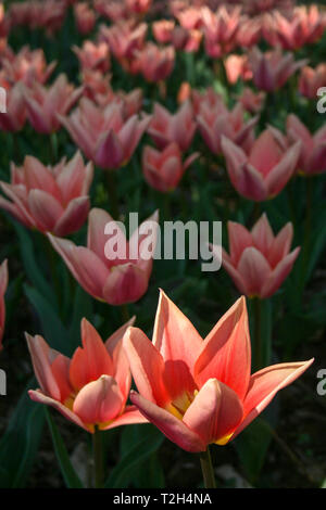Beautiful orange and pink tulips with green leaves, blurred background in tulips field or in the garden on spring, vertical Stock Photo