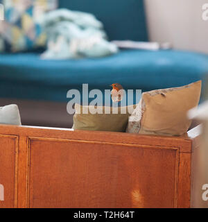 A robin inside a house after flying in through an open window. Stock Photo