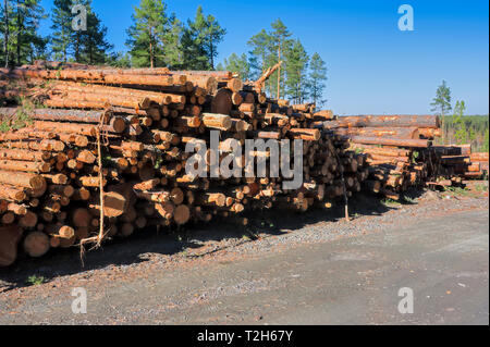 Wooden logs of pine woods in the forest, stacked in a pile. Stock Photo