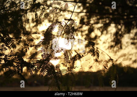 Tree Branches and Leaves in Sunset at Golden Hour in Saudi Arabia Stock Photo