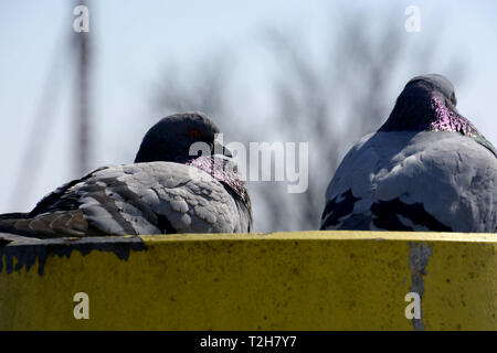 two pigeons are lying on a post at the harbor in friedrichshafen, soft focus of doves lies on a post  with a harbor in the background at lake constanc Stock Photo