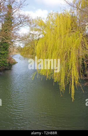 A Weeping Willow, Salix chrysocoma, in early spring on the banks of the River Bure at Coltishall, Norfolk, England, United Kingdom, Europe. Stock Photo