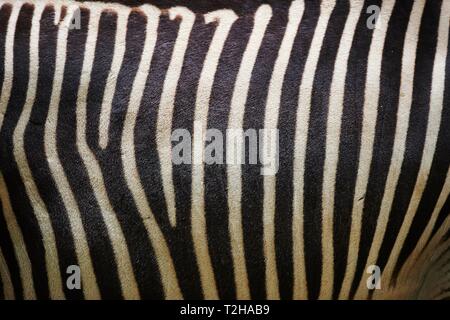 Close-up of the skin from Grevy's zebra (Equus grevyi), captive, Germany Stock Photo