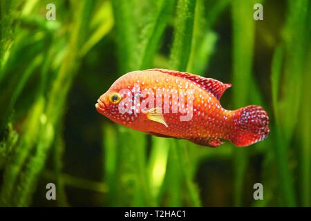 Blood-red jewel cichlid (Hemichromis lifalili) in a aquarium, captive, Germany Stock Photo