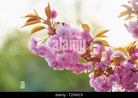 Japanese cherry (Prunus serrulata), species Prunus Kanzan, flowering in spring, Bavaria, Germany Stock Photo