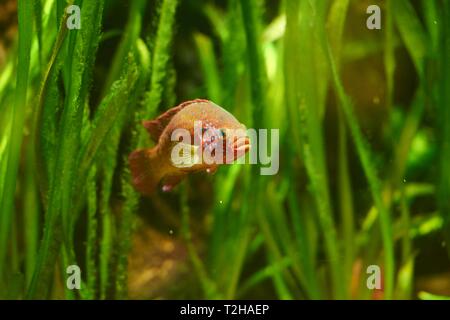 Blood-red jewel cichlid (Hemichromis lifalili) in a aquarium, captive, Germany Stock Photo