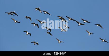 Barnacle geese (Branta leucopsis), flock of birds flying in front of a blue sky, North Sea coast, North Friesland, Schleswig-Holstein, Germany Stock Photo