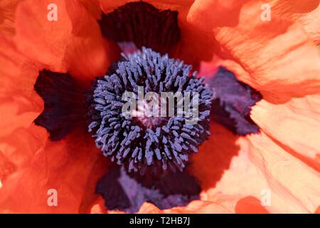 Oriental poppy (Papaver orientale), poppy flower, ovary with stamen, Germany Stock Photo
