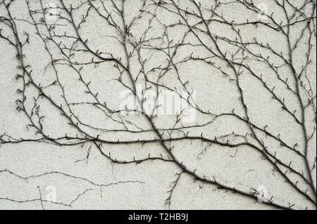 Boston ivy (Parthenocissus tricuspidata) on house wall in winter, Munich, Upper Bavaria, Bavaria, Germany Stock Photo