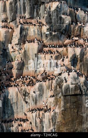 Thick-billed Murres (Uria lomvia), colony on the cliffs of Alkefjellet, Svalbard, Norway Stock Photo