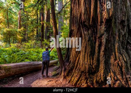 Young woman next to a thick tree trunk of the Sequoia sempervirens (Sequoia sempervirens), size comparison, Jedediah Smith Redwoods State Park Stock Photo