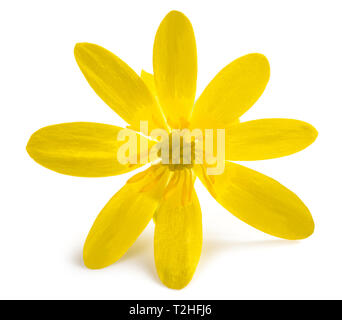Ficaria verna flower isolated on white background Stock Photo