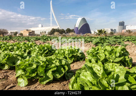Lettuce field farm huerta, Spain agriculture and modern architecture background  in Valencia City of Arts and Sciences Spain Europe Stock Photo
