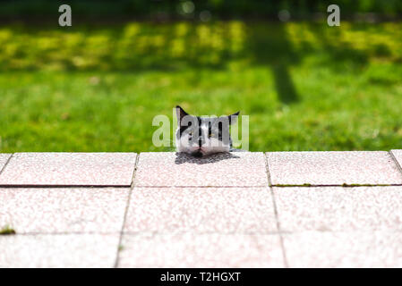 A home cat hiding in front of the owner in the garden on the grass. Stock Photo