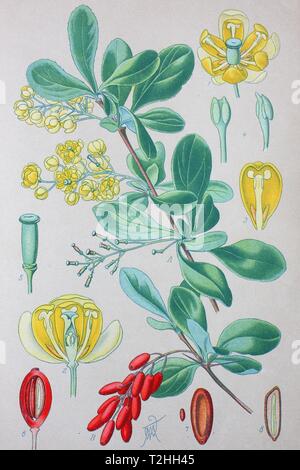 Common barberry (Berberis vulgaris), historical illustration from 1885, Germany Stock Photo