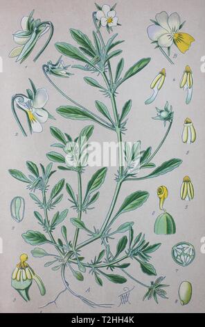 Heartsease (Viola tricolor), historical illustration from 1885, Germany Stock Photo