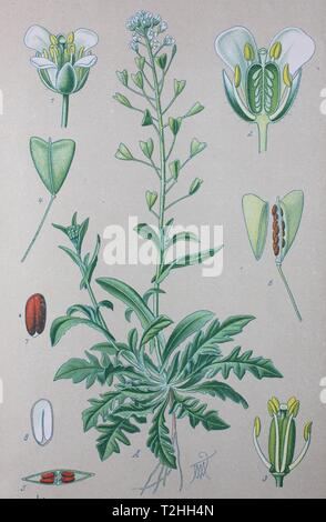 Shepherd's purse (Capsella bursa-pastoris), historical illustration from 1885, Germany Stock Photo