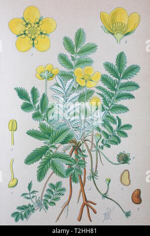 Silverweed (Potentilla anserina), historical illustration from 1885, Germany Stock Photo