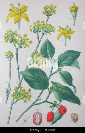 Cornelian cherry (Cornus mas), historical illustration from 1885, Germany Stock Photo