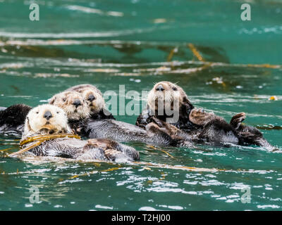 A raft of sea otters, Enhydra lutris, grooming their fur in kelp in the Inian Islands, Southeast Alaska, United States of America Stock Photo