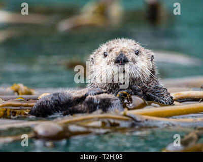 A rafting sea otter, Enhydra lutris, grooming its fur in kelp in the Inian Islands, Southeast Alaska, United States of America Stock Photo