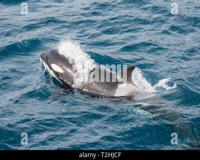 Adult female Type A killer whales, Orcinus orca, surfacing near Stromness Harbour, South Georgia Island, Atlantic Ocean Stock Photo