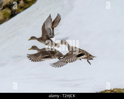 An endemic adult South Georgia pintails, Anas georgica, in flight at Moltke Harbour, Royal Bay, South Georgia Island, Atlantic Ocean Stock Photo