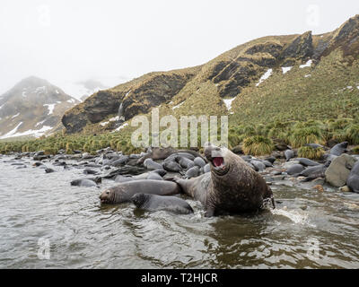Adult bull southern elephant seal, Mirounga leonina, with female and pup, Gold Harbour, South Georgia Island, Atlantic Ocean Stock Photo
