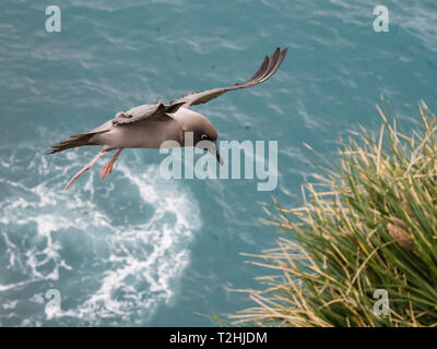 An adult light-mantled albatross, Phoebetria palpebrata, landing at nesting site in Elsehul, South Georgia Island, Atlantic Ocean Stock Photo