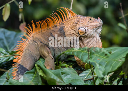 An adult male green iguana, Iguana iguana, in breeding coloration, Tortuguero National Park, Costa Rica, Central America Stock Photo