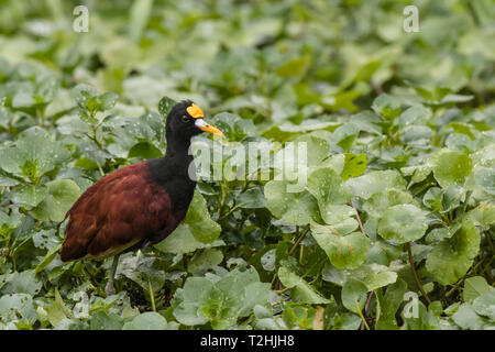 An adult northern jacana, Jacana spinosa, stalking prey in Tortuguero National Park, Costa Rica, Central America Stock Photo