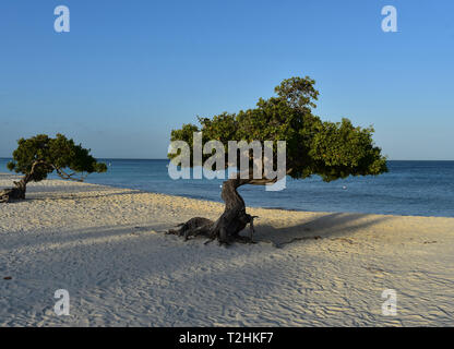 Pair of divi trees on Eagle Beach in Aruba. Stock Photo