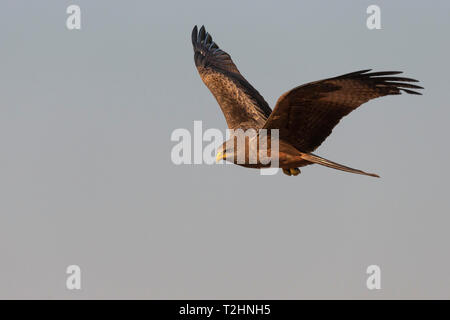 Yellowbilled kite, Milvus aegyptius,  Zimanga private game reserve, KwaZulu-Natal, South Africa Stock Photo