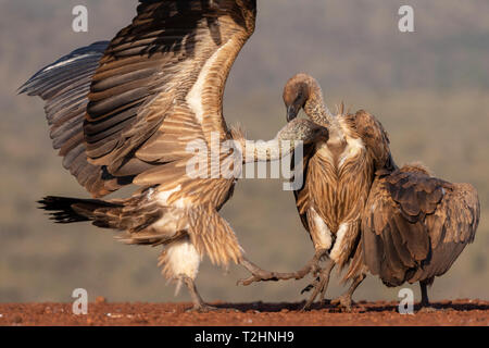 White backed vultures, Gyps africanus, in confrontation, Zimanga private game reserve, KwaZulu-Natal, South Africa Stock Photo