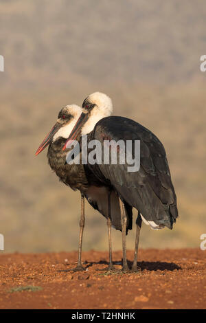 Woolly necked stork, Ciconia episcopus,  Zimanga private game reserve, KwaZulu-Natal, South Africa Stock Photo